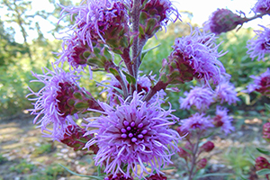 Liatris – Meadow Blazing Star