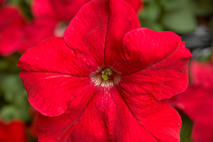 Petunia Tritunia Red
