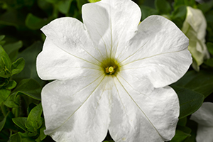 Petunia Tritunia White