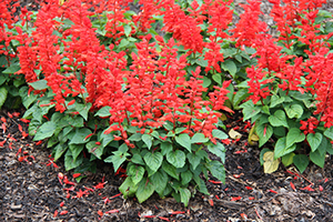 Salvia Flare Red