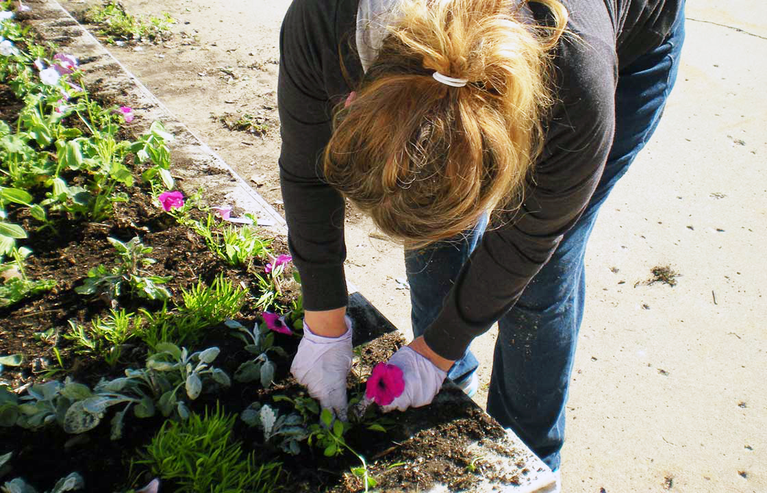 Volunteer planting flowers
